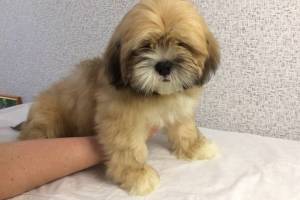«Помогите найти щенка!»: в Супонево пропал любимец семьи