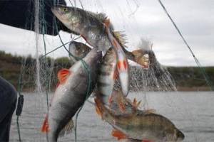 С жителя Суражского района приставы взыскали штраф за незаконную рыбалку