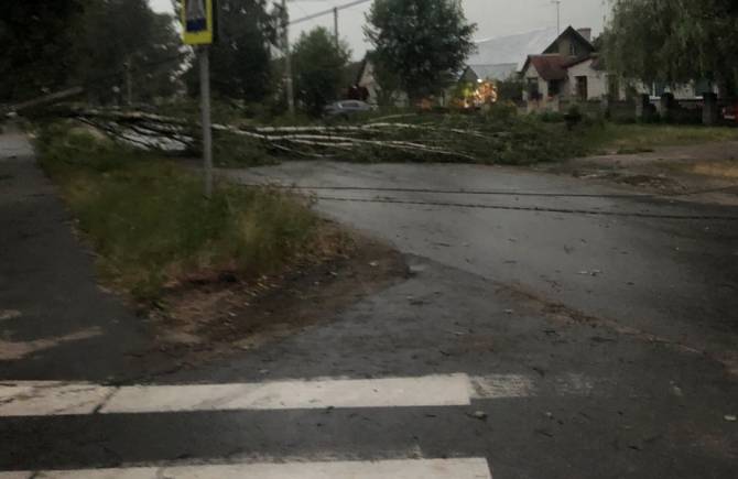 В Брянске ураган начал вырывать с корнями деревья
