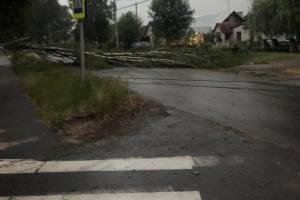 В Брянске ураган начал вырывать с корнями деревья