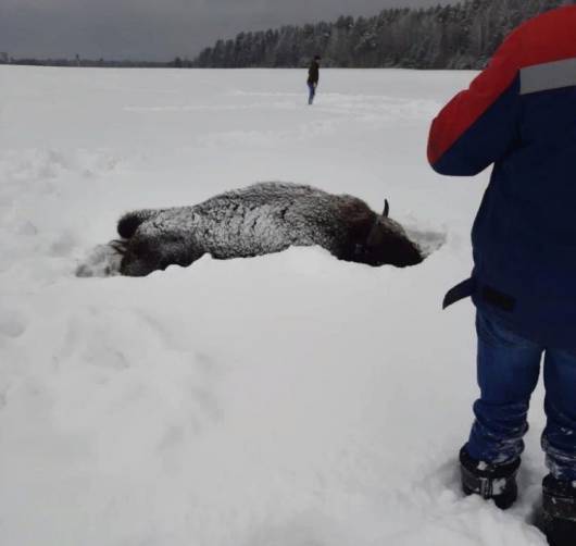 Брянцам предложили 100 тысяч рублей за убивших зубров браконьеров