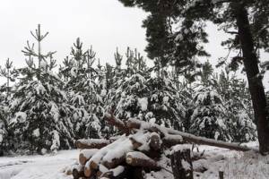 Жителю Почепского района грозит колония за незаконную вырубку 5 сосен
