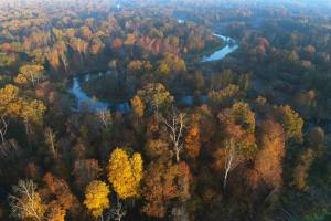 Зеленый лесопарковый пояс вокруг Брянска получит особый охранный статус