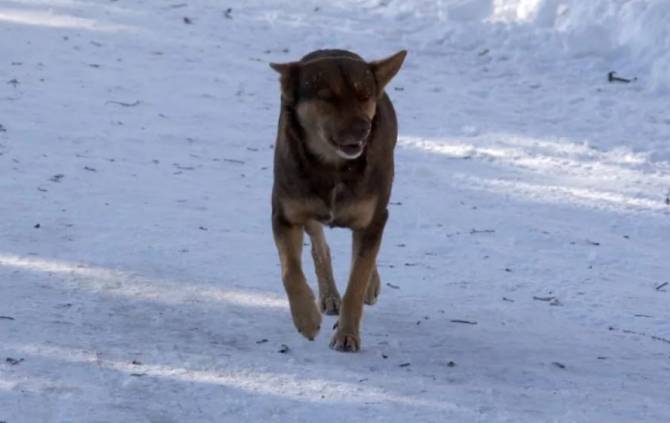 В Белых Берегах сбежавшая домашняя собака напала ребенка
