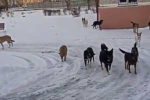 В Брянске стая бродячих собак захватила вход в детскую поликлинику
