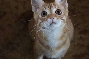 В Брянске для избитого кота Челентано ищут хозяев