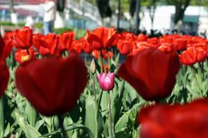 Брянск украсили распустившиеся тюльпаны