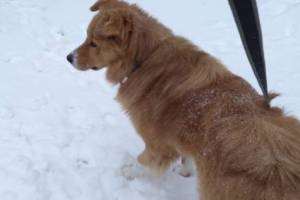 Юные живодеры отрезали собаке хвост в поселке Мичуринский