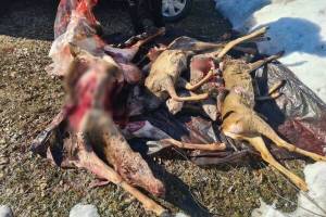 В Брасово осудили двоих браконьеров за убийство 5 косуль и благородного оленя