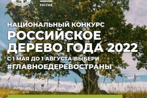 Романовский дуб из Локтя поборется за победу в конкурсе «Российское дерево года»