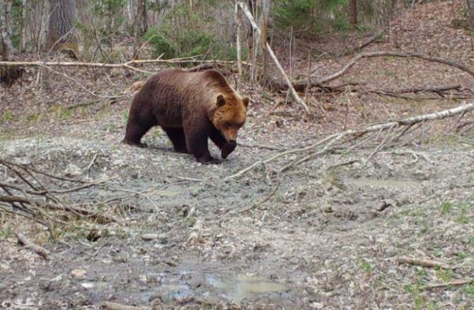 В «Брянском лесу» медведи полезли в драку