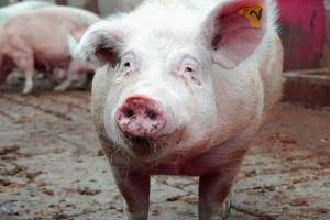 В Жуковском районе ввели карантин из-за бешенства у свиньи