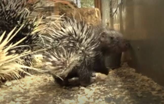 В брянском зоопарке новорожденные дикобразы обросли иголками