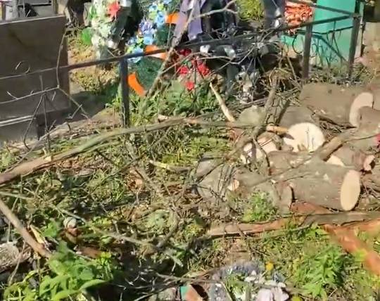 В Клинцах сотрудники МЧС распилили рухнувшее на кладбище дерево