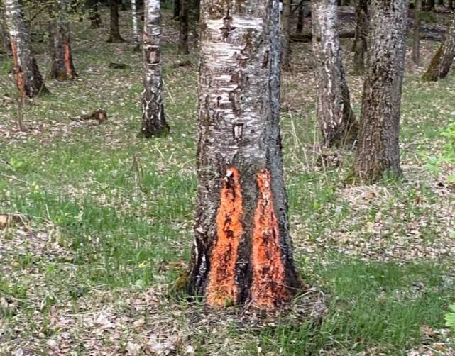 Под Брянском сборщики березового сока изуродовали деревья