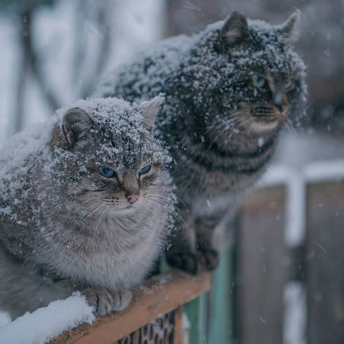 В Брянской области 4 января ожидаются легкие заморозки со снегом