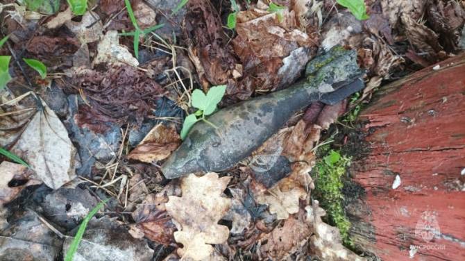 В лесу возле поселка Погребы Брасовского района нашли минометную мину