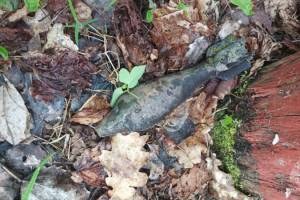 В лесу возле поселка Погребы Брасовского района нашли минометную мину