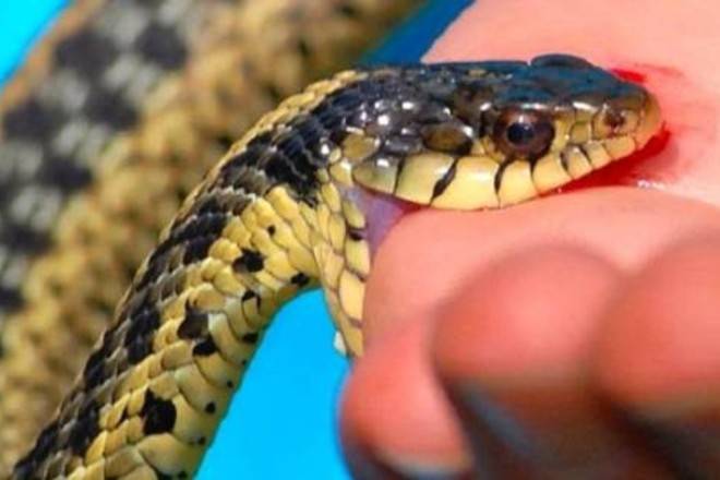 В Мглинском районе медики не помогли укушенной змеей женщине