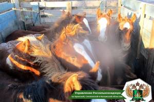 На Брянщине задержали грузовик с нелегальными лошадьми из Беларуси