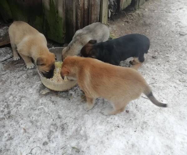 В брянском поселке Белая Березка пообещали отравить пятерых щенков