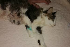 В Карачеве рабочие жестоко избили котенка