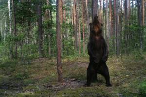 В заповеднике «Брянский лес» фотоловушка поймала делавшего зарядку медведя