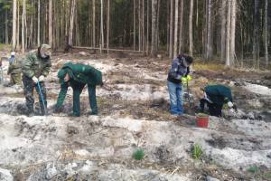 Под Навлей засадили соснами и елями 9,4 гектара