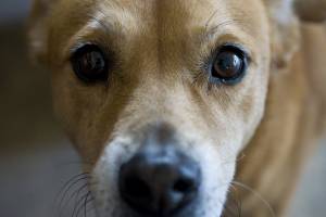 В Брянске догхантеры отравили собак на старом аэропорту