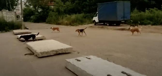 В центре Брянска сняли на видео стаю из 12 собак
