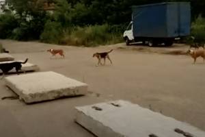 В центре Брянска сняли на видео стаю из 12 собак
