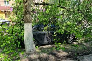 В брянском парке Толстого распилили упавшее на машину дерево
