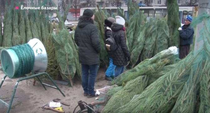 В Брянске заработали елочные базары 