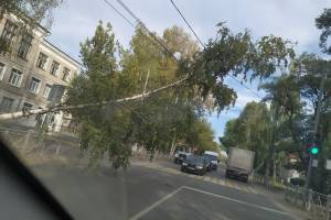 В Брянске возле школы №32 на дорогу рухнула огромная береза