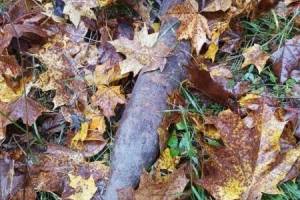 В лесу в Севском районе обнаружили артиллерийский снаряд и мину 
