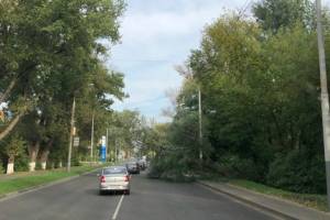 В Брянске дорогу на Володарку перегородило упавшее дерево