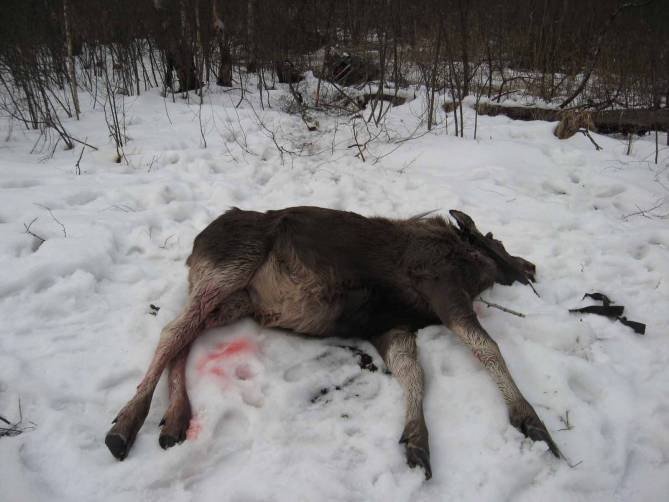 В Брянской области браконьера осудят за убийство лося