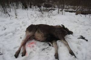 В Брянской области браконьера осудят за убийство лося