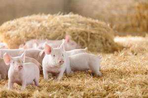 Как уберечь пятачки: названы болезни, опасные для свиноводства
