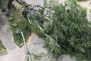 В Брянске ураганный ветер повалил шесть деревьев