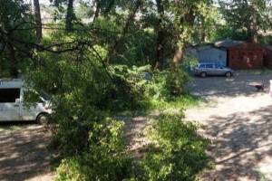 В Брянске аварийное дерево упало на три припаркованные машины