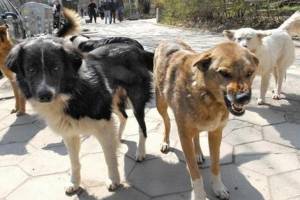 В Комаричском районе участились нападения собак на людей