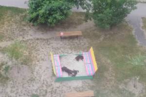 В Брянске детскую песочницу захватили бродячие собаки