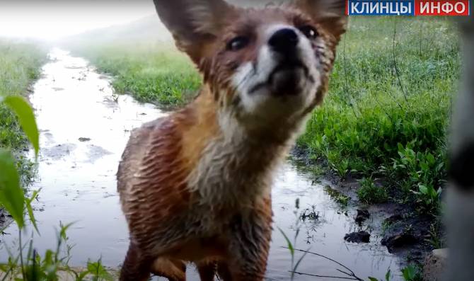 Любопытную лисицу сняли на видео в Клинцовском районе