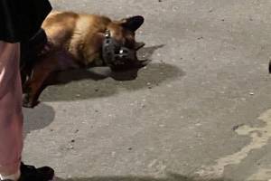 В Брянске на проспекте Московском таксист сбил собаку и скрылся