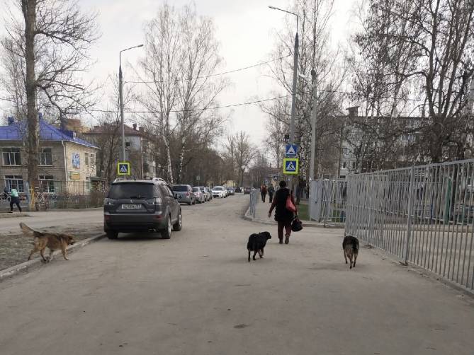 В Брянске бродячие собаки атаковали школу №55