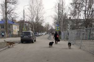 В Брянске бродячие собаки атаковали школу №55