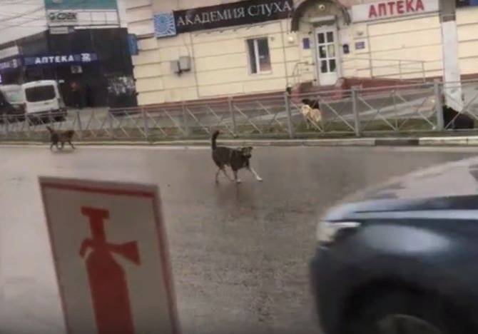 В Брянске возле автовокзала автомобили атаковала стая бродячих собак