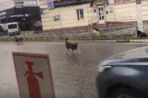 В Брянске возле автовокзала автомобили атаковала стая бродячих собак