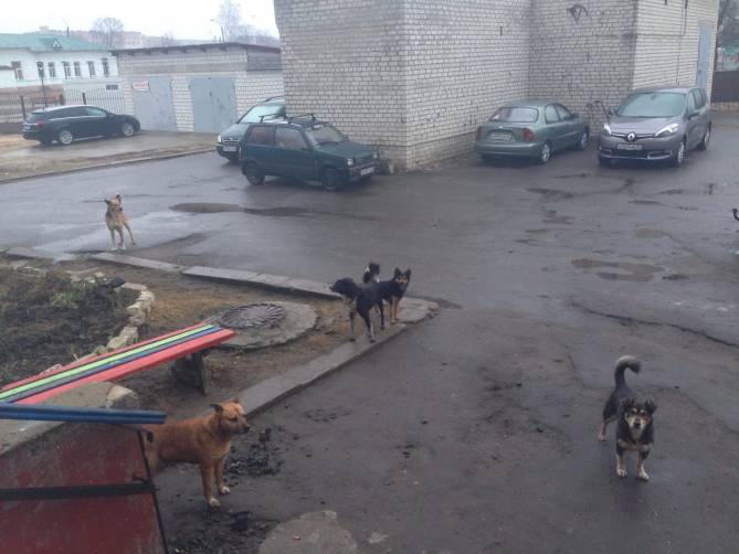 В Клинцах бродячие псы атаковали подъезд жилого дома